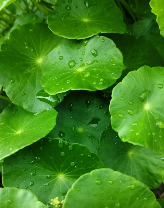 Centella AsiaticA